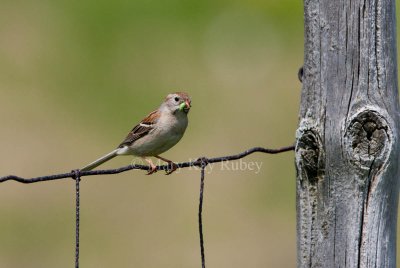Field Sparrow _11R9680.jpg