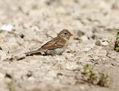 Field Sparrow _I9I0156.jpg
