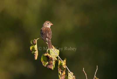 Field Sparrow _I9I0650.jpg