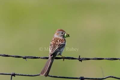_Field Sparrow _11R9669.jpg