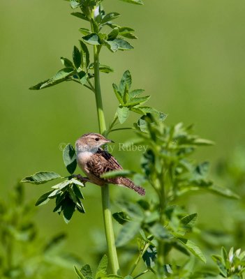 Sedge Wren _11R2595.jpg