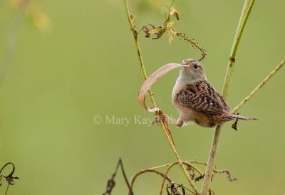 Sedge Wren _I9I7471.jpg