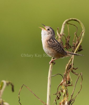 Sedge Wren _I9I7499.jpg