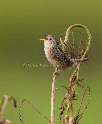 Sedge Wren _I9I7503.jpg