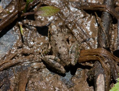 Blanchard's Cricket Frog _11R9099.jpg