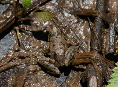 Blanchard's Cricket Frog _11R9101.jpg