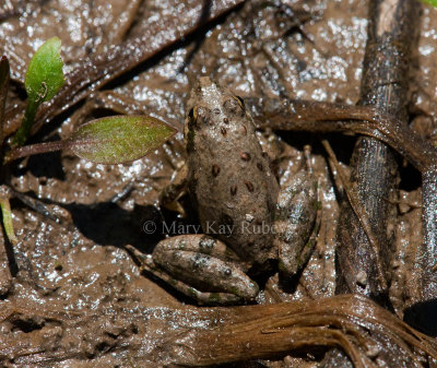 Blanchard's Cricket Frog _11R9102.jpg