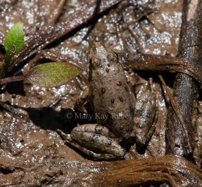 Blanchard's Cricket Frog _11R9104.jpg