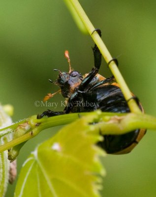 Spotted June Beetle _11R8833.jpg