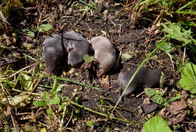 baby Meadow Voles dug up in yard by accident_11R4108.jpg