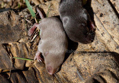 Meadow Voles _11R4114.jpg