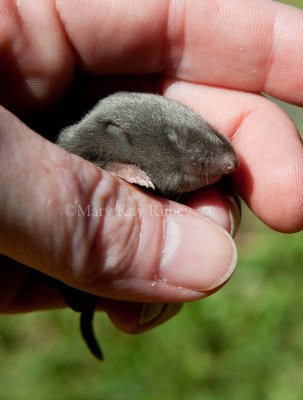 Meadow Voles _11R4154.jpg