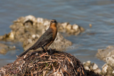 Boat-tailed Grackle _11R7602.jpg