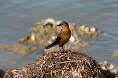Boat-tailed Grackle _11R7604.jpg
