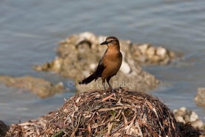 Boat-tailed Grackle _11R7605.jpg