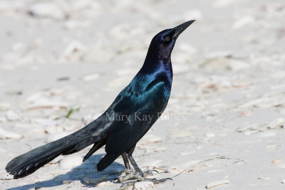 Boat-tailed Grackle _11R7906.jpg