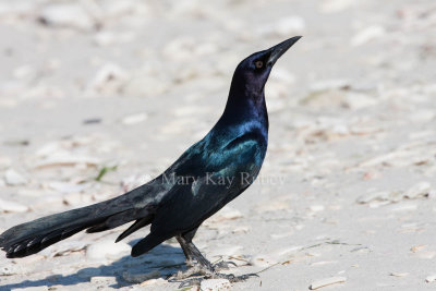Boat-tailed Grackle _11R7907.jpg