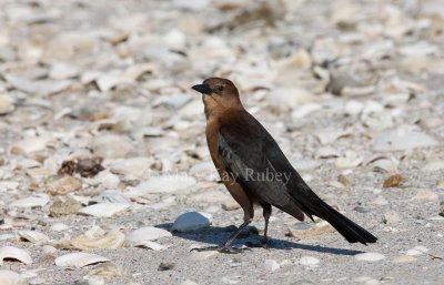 Boat-tailed Grackle _11R7908.jpg