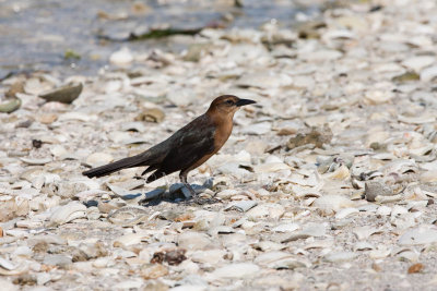 Boat-tailed Grackle _11R7909.jpg