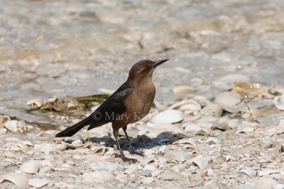 Boat-tailed Grackle _11R7921.jpg