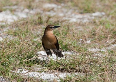 Boat-tailed Grackle _11R7931.jpg