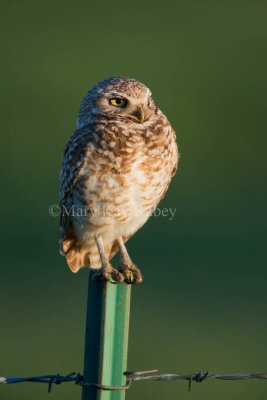 Burrowing Owl _H9G9013.jpg