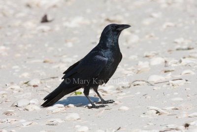 Fish Crow _11R7903.jpg