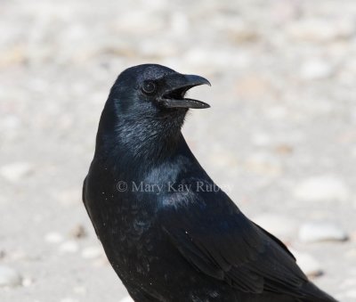 Fish Crow _11R7930.jpg