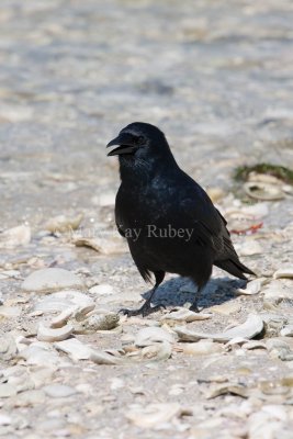 Fish Crow _11R7949.jpg