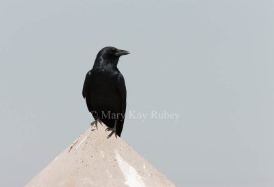 Fish Crow _I9I8362.jpg