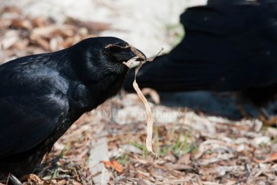 Fish Crow with nesting material _11R7952.jpg