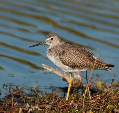 Greater Yellowlegs _I9I1463.jpg