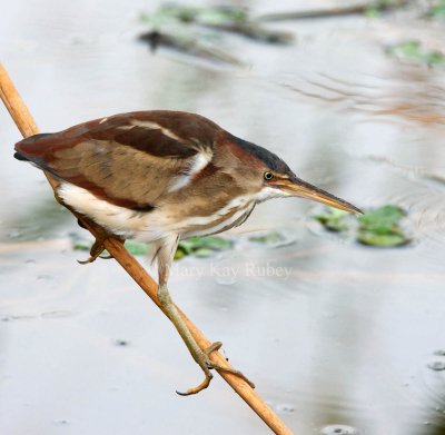 Least Bittern _I9I9531.jpg