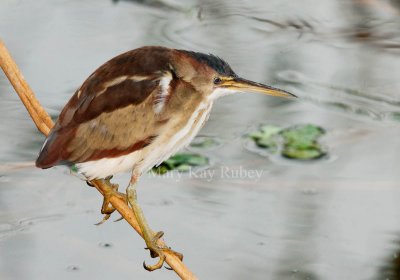 Least Bittern _I9I9548.jpg