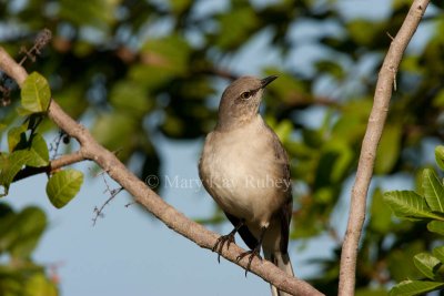 Northern Mockingbird _I9I9386.jpg