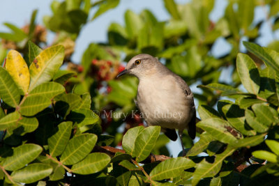 Northern Mockingbird _I9I9388.jpg