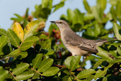 NORTHERN MOCKINGBIRDS (Mimus polyglottos)