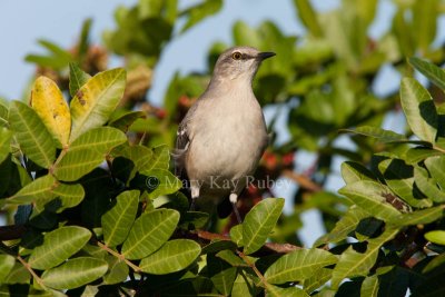 Northern Mockingbird _I9I9391.jpg