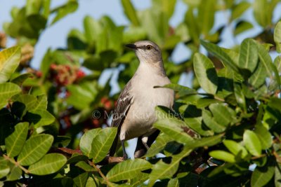 Northern Mockingbird _I9I9395.jpg