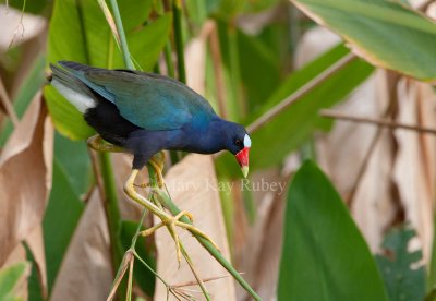 Purple Gallinule _11R9051.jpg