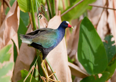 Purple Gallinule _11R9062.jpg