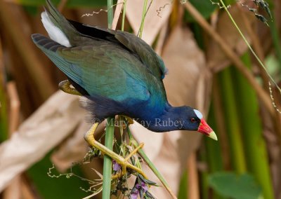 Purple Gallinule _11R9087.jpg