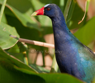 Purple Gallinule _11R9112.jpg