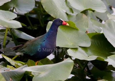 Purple Gallinule _I9I0091.jpg