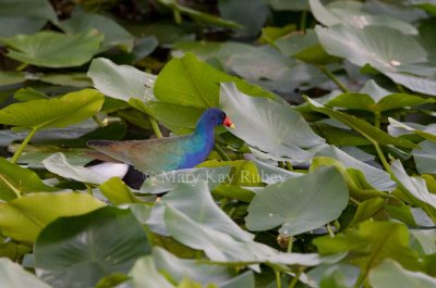 Purple Gallinule _I9I0094.jpg