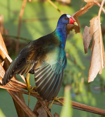 Purple Gallinule _MG_9577.jpg