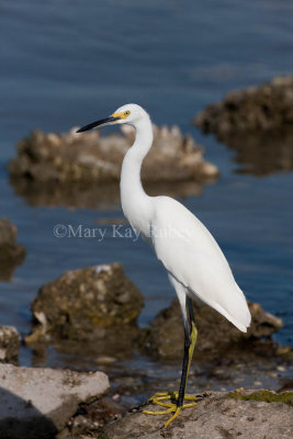 Snowy Egret _11R7591.jpg