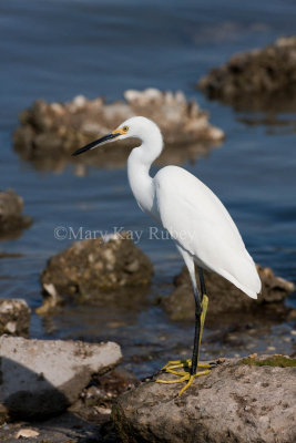 Snowy Egret _11R7593.jpg