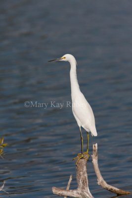 Snowy Egret _11R7654.jpg