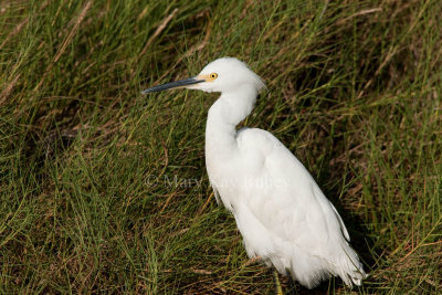 Snowy Egret _I9I1074.jpg